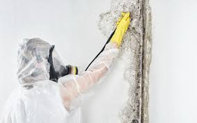 Best Comprehensive Air Testing for Mold Contaminants  in Lakeland South, WA